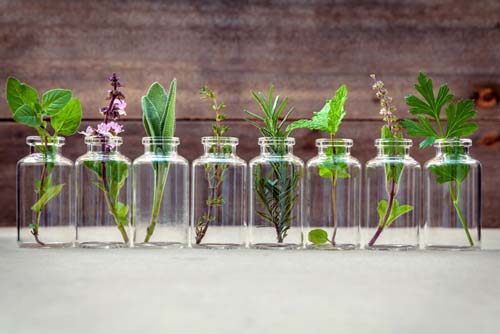 Glass bottles with essential oil plants inside them