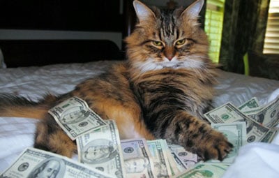 cat on a bed with cash