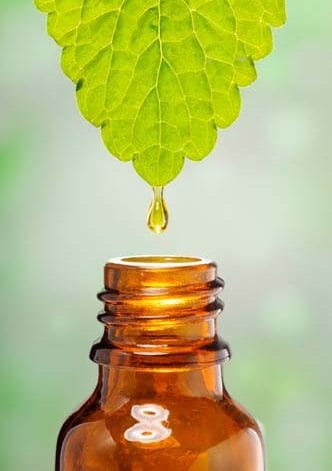 Essential oil dripping off a leaf into a bottle