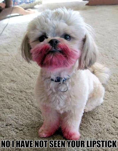 cute dog ate some lipstick