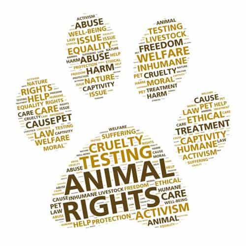 Paw print word cloud for animal rights and ethical treatment