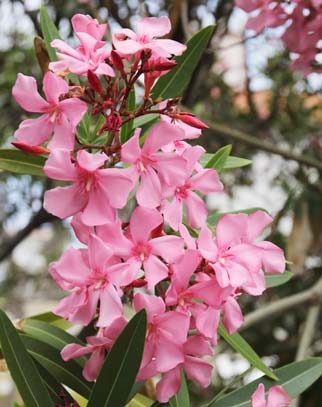 Nerium oleander plant