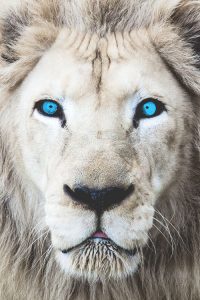 white lion blue eyes