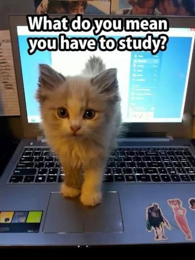 Cute cat on a laptop