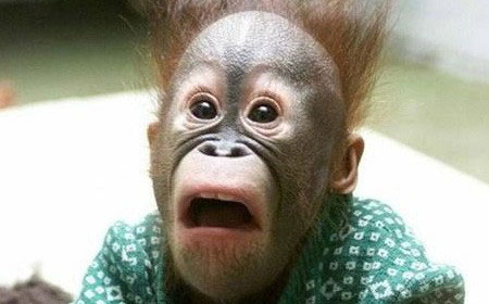 A monkey with a shocked look on its face