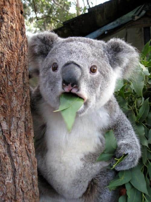 surprised koala with leaf in mouth