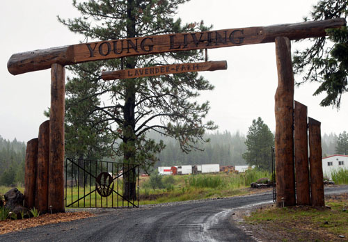 Young Living Lavender Farm in Idaho