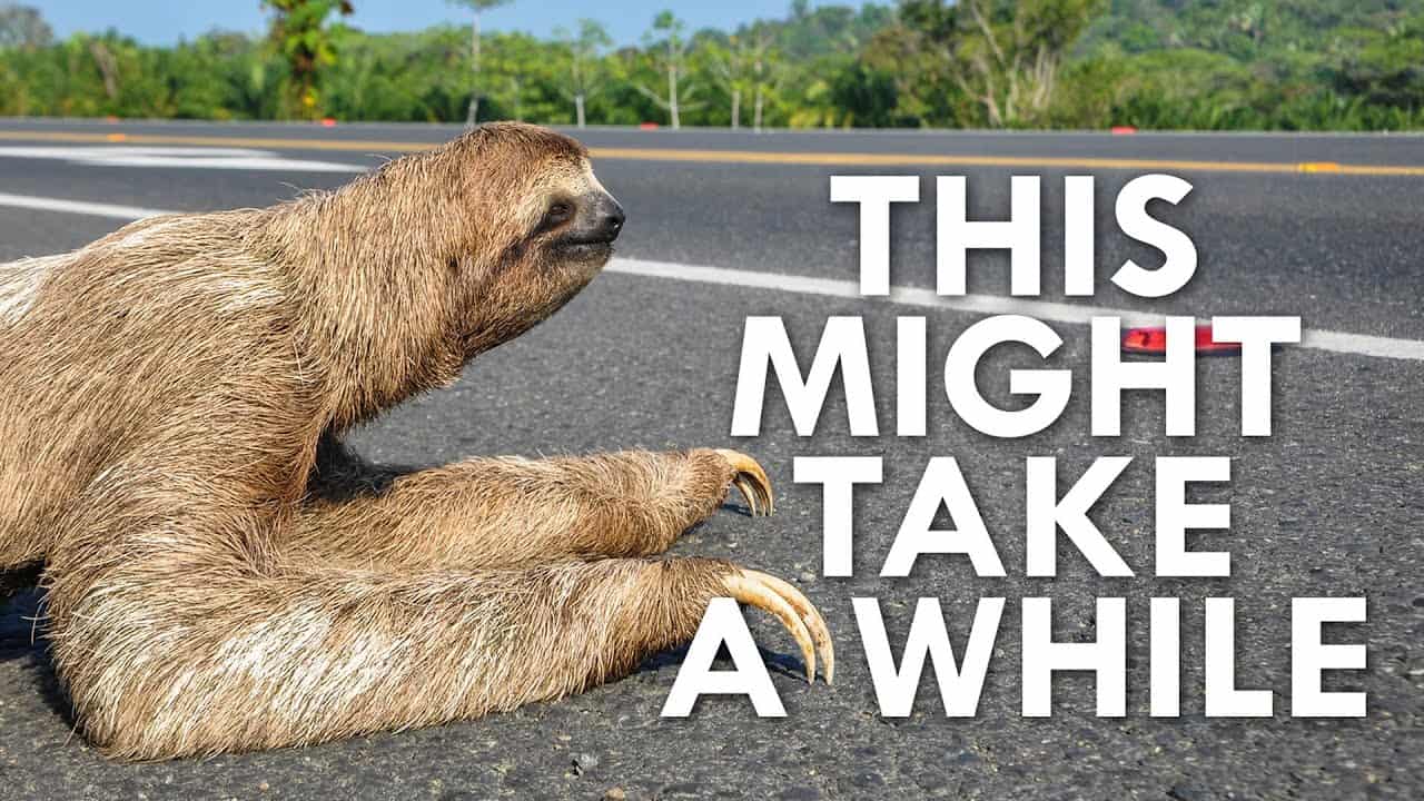 sloth crossing a road