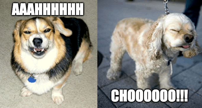 dogs sneezing