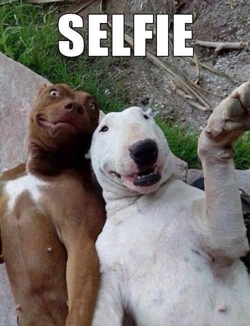 dog selfie