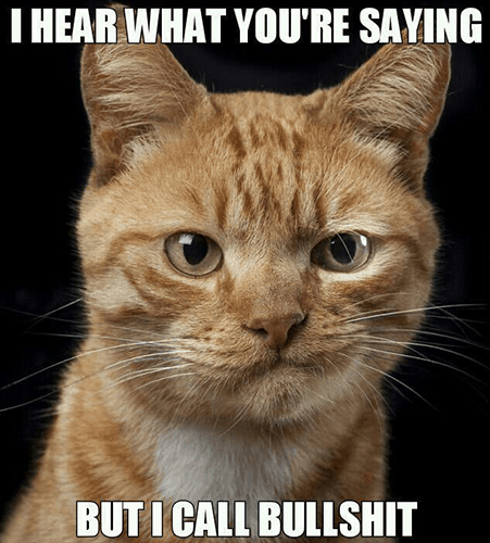 skeptical cat