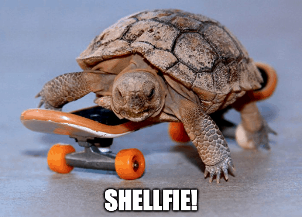 turtle on skateboard